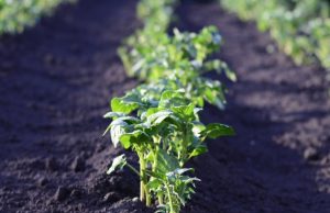 Когда сажать картофель в 2021 году в Украине: советы специалистов и народные приметы