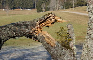 Во Львове упавшее дерево убило 20-летнего курсанта и его девушку