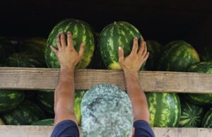 Бесплатная раздача арбузов в Днепре окончилась скандалом