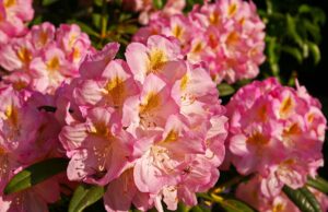 Рододендрон: как выбрать саженцы и ухаживать