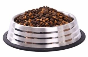 Что стоит знать о подборе сухого корма для собак