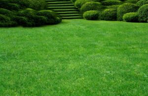 Газонная трава: посадка и уход за ней